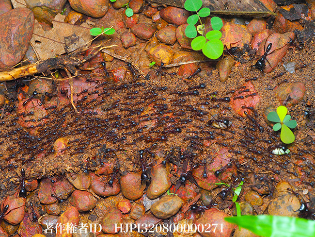 サスライアリの行進