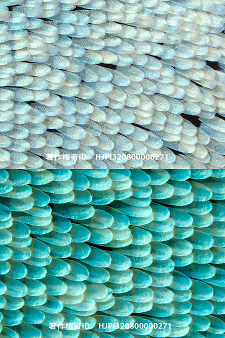 ルリアゲハの鱗粉　Wing scales of Papilio sosia