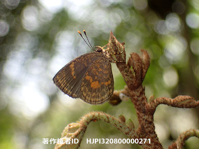 ディスパルベニコケシジミ　Epitolina dispar