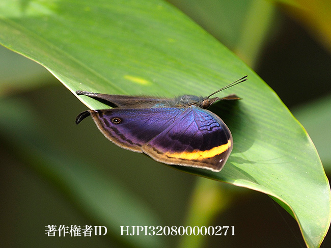 アフリカコノハチョウ　Kallima cymodoce