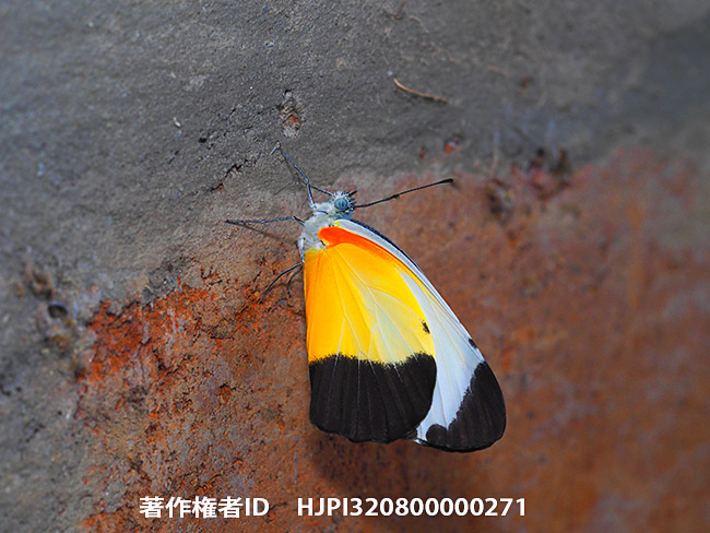 ヘリグロネキシロチョウ　Mylothris chloris