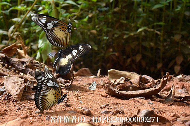 ウラキホソチョウモドキ　Pseudacraea lucretia