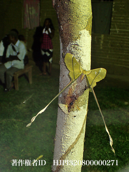 リボンヤママユ Eudaemonia argiphontes