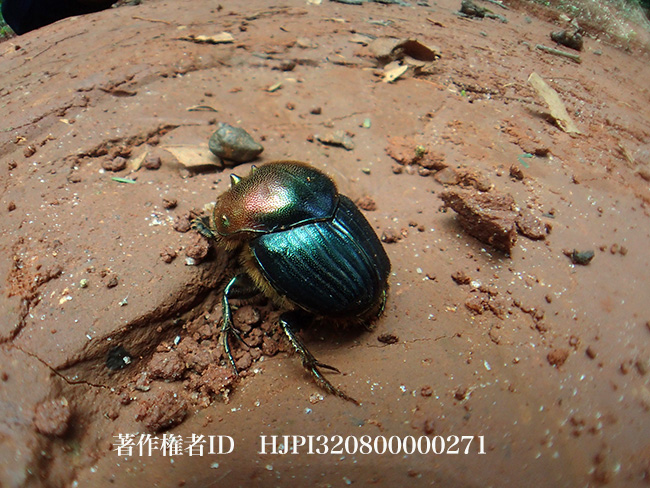 エンマコガネの一種？