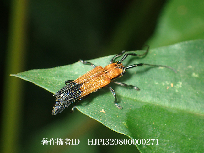 ベニボタルに擬態したカミキリムシ