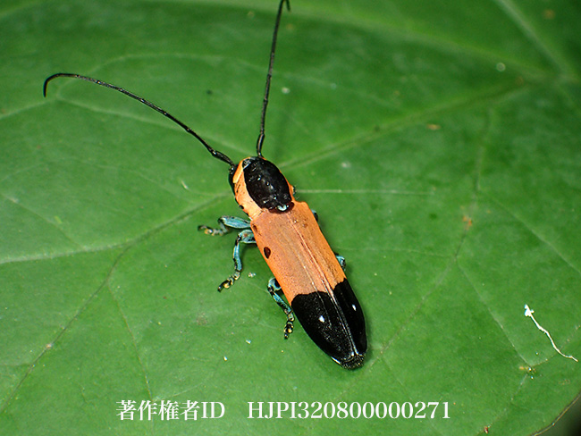 ムニスゼッチイベニボタルモドキカミキリ　Tragocephala mniszechi