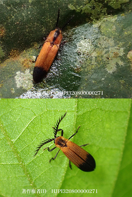 ベニボタルに擬態したコメツキムシ