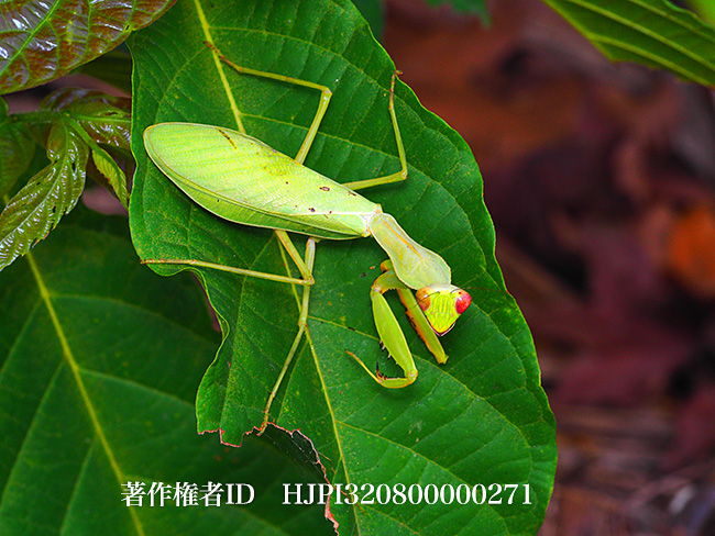 アフリカオオハラビロカマキリ　Sphodromantis sp