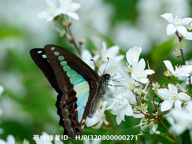 都心のアオスジアゲハ