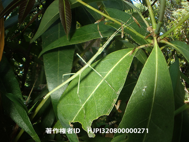 ナナフシの子ども