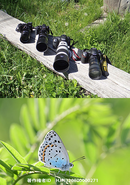 D500を使ってみた