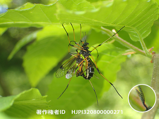 ネグロクシヒゲガガンボの交尾　Tanyptera fumibasis