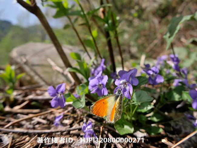 クモマツマキチョウを撮影に Anthocharis cardamines
