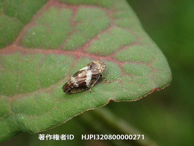 ヒメシロオビアワフキ？