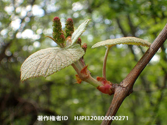 ヤマブドウの蕾