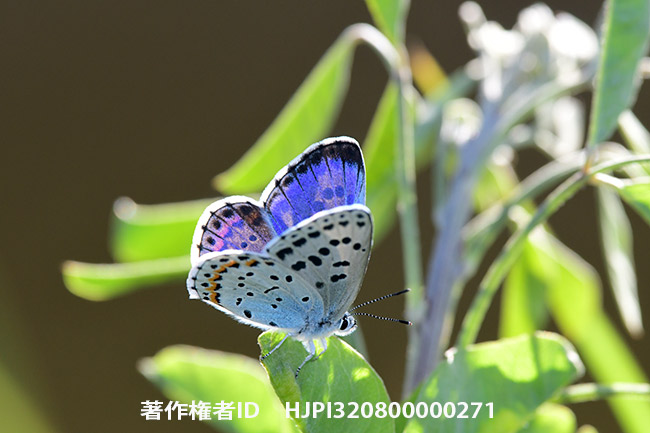 オオルリシジミ Shijimiaeoides divinus