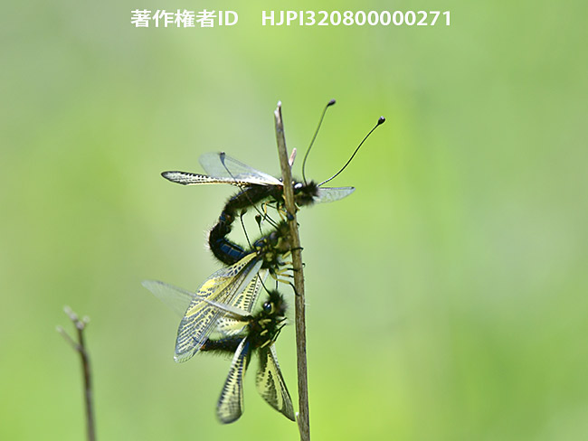 キバネツノトンボの交尾 　Ascalaphus ramburi