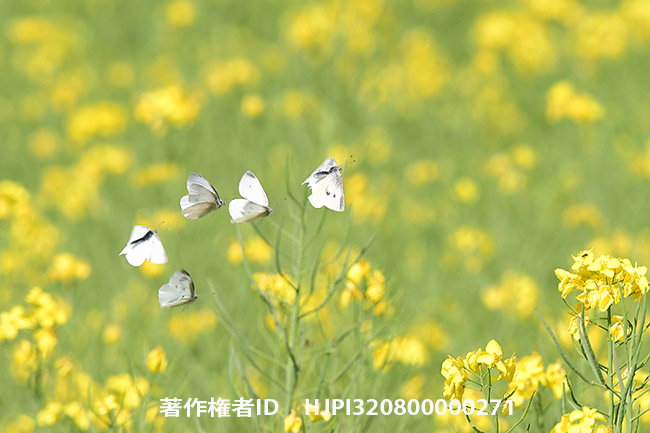 モンシロチョウの求愛飛翔　Pieris rapae
