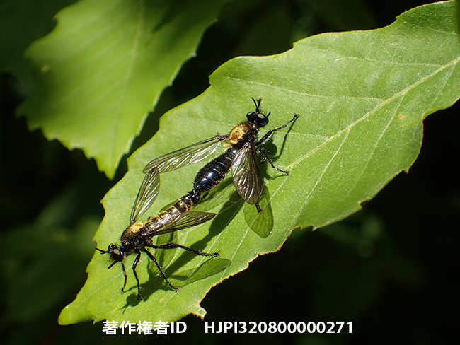 コムライシアブの交尾　Choerades komurai 