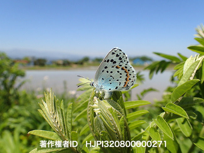 オオルリシジミの産卵 Shijimiaeoides divinus