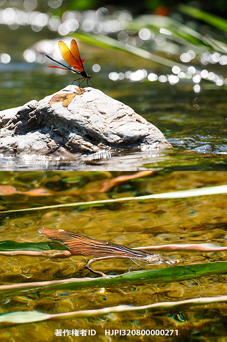 子供たちに虫の面白さを伝える