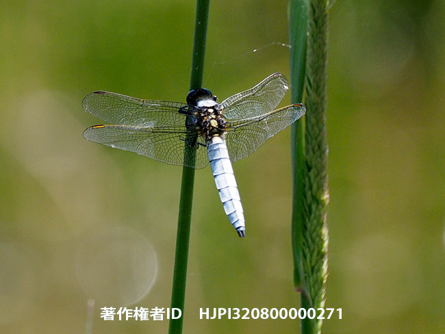 シオヤトンボ Orthetrum japonicum
