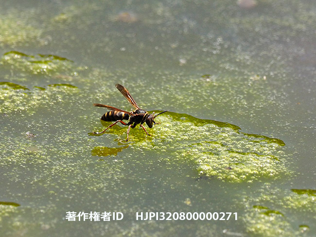 コアシナガバチ　Polistes snelleni