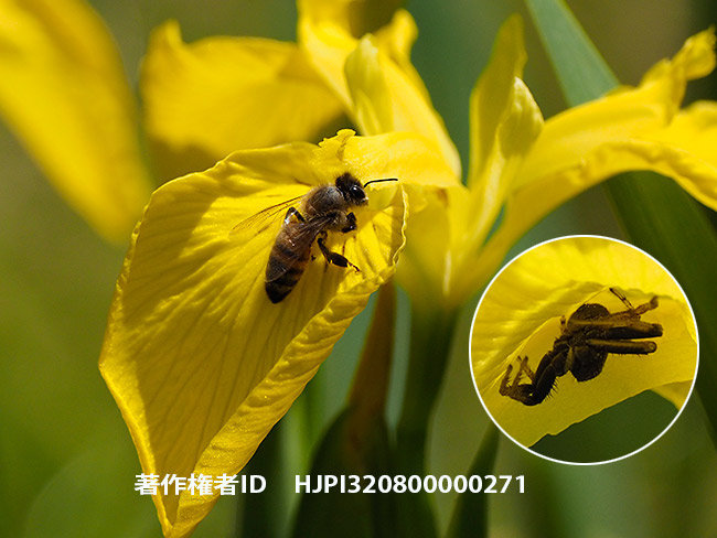 キショウブに来たミツバチ