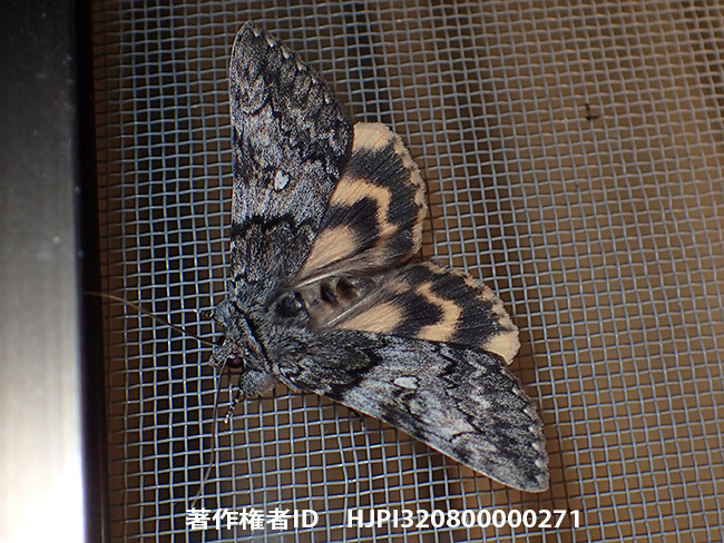 初夏のキシタバ Catocala streckeri