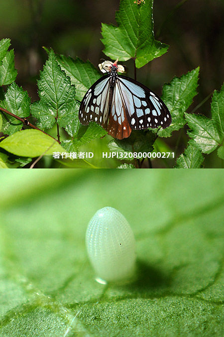 今年4〜5月の小諸はチョウが少なかった