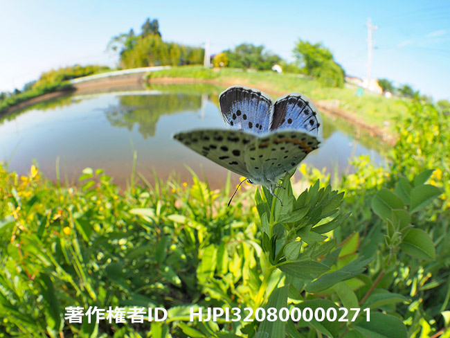 魚眼レンズでオオルリシジミを撮る Shijimiaeoides divinus