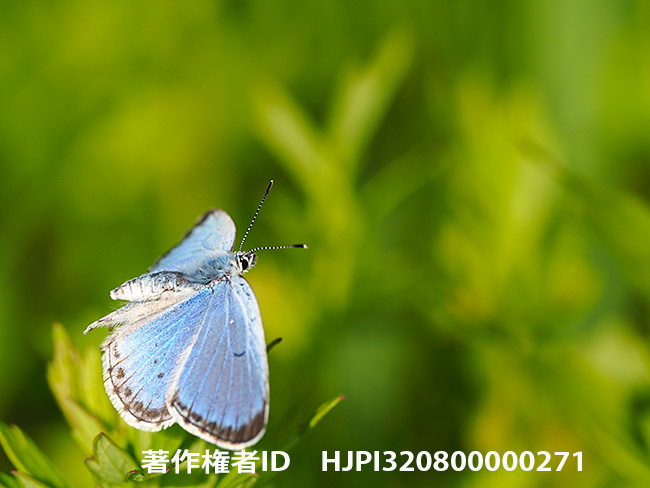 翅を全開にしたオオルリシジミ Shijimiaeoides divinus