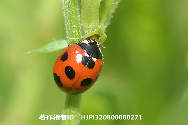 カラスノエンドウの蜜腺から蜜を舐めるナナホシテントウ