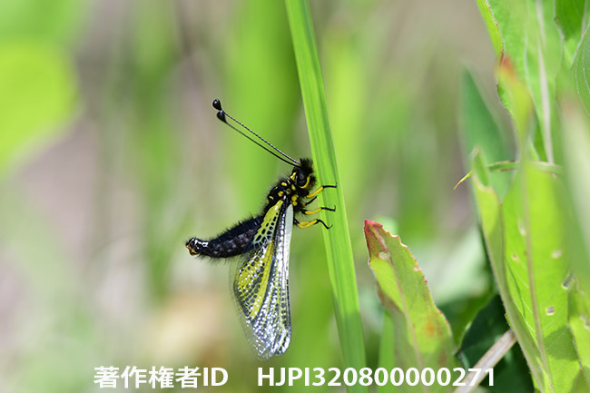 D500を使ってみた