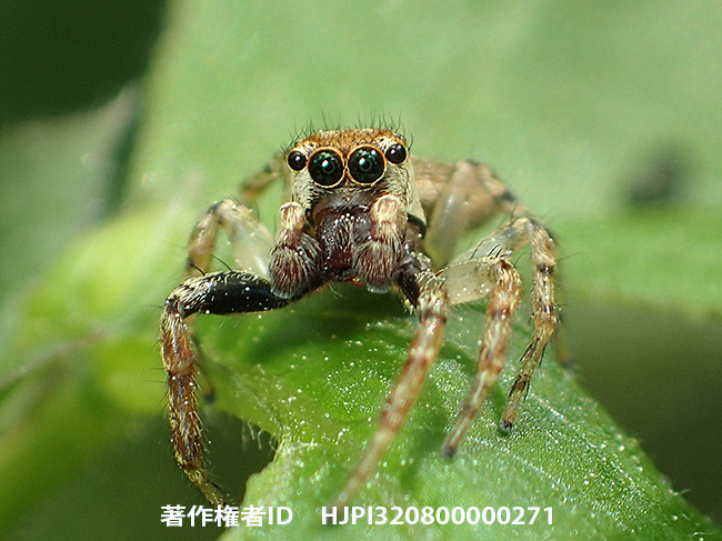 ハエトリグモの目玉にカメラが写った