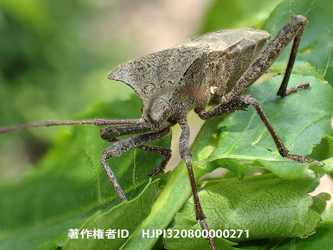 オオヘリカメムシ Molipteryx fuliginosa