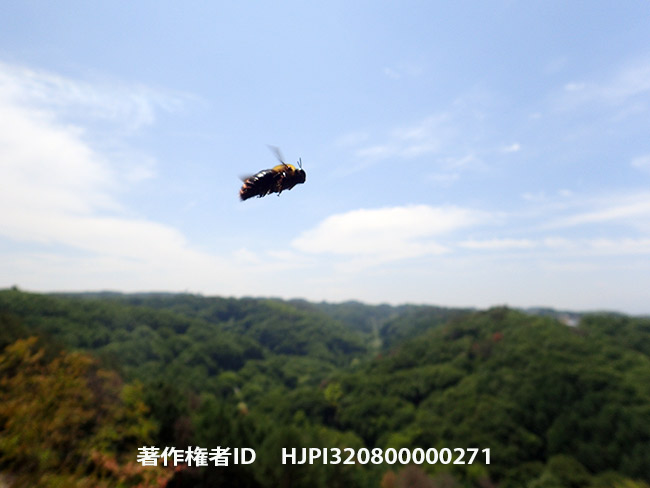 アトリエのクマバチ　Xylocopa appendiculata