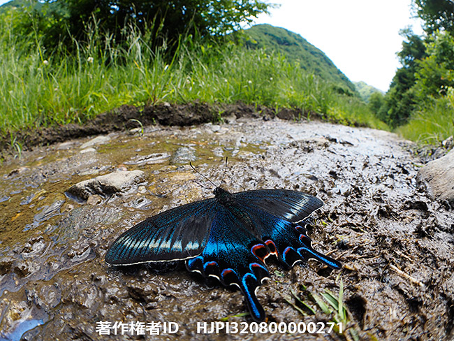 ミヤマカラスアゲハ春型の吸水を魚眼レンズで M.ZUIKO DIGITAL ED 8mm