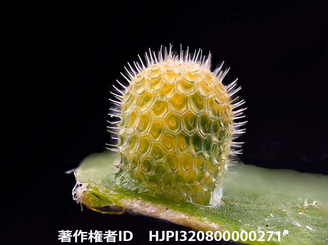 コミスジの卵　Neptis sappho