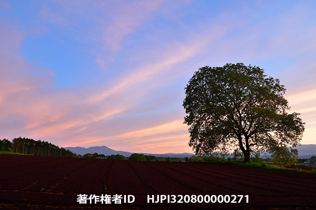 いつものクルミの木をDX標準ズームで DX nikkor16-80mm