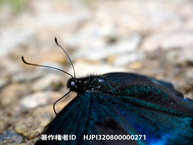 最も寄れる標準ズーム M.zuiko.digital 12~40 pro