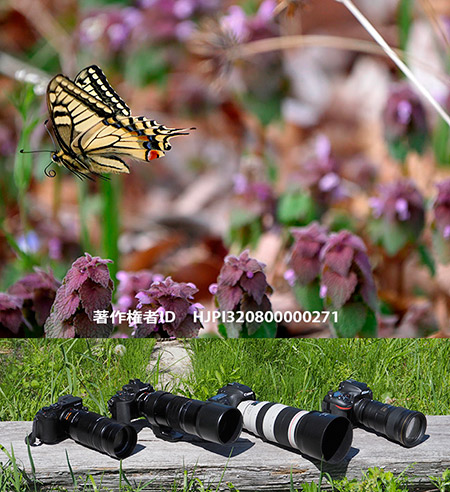 超望遠ズームでキアゲハを撮る VARIO-ELMAR 100-400mm