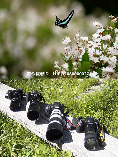 超望遠でアオスジアゲハを撮る EF100-400mm  IS II