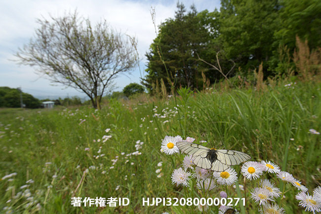 超広角でウスバシロチョウを撮る　DXnikkor10-24mm 