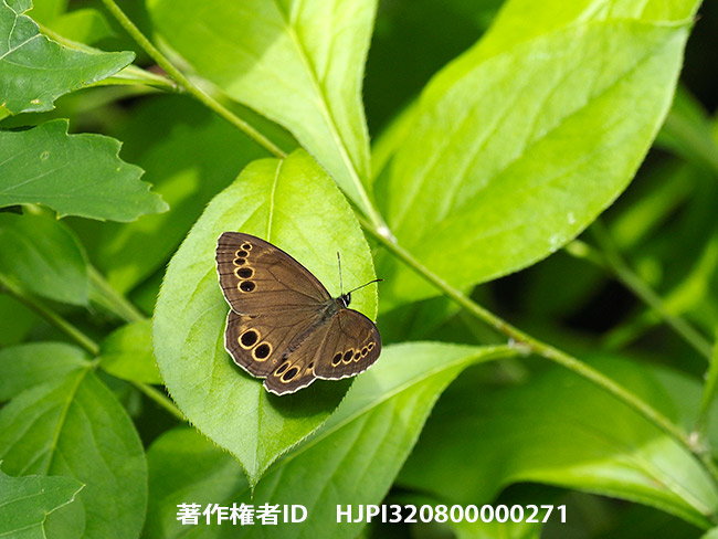 久し振りのウラジャノメ　Lopinga achine