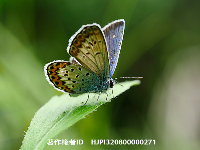 ヒメシジミ　Plebejus argus