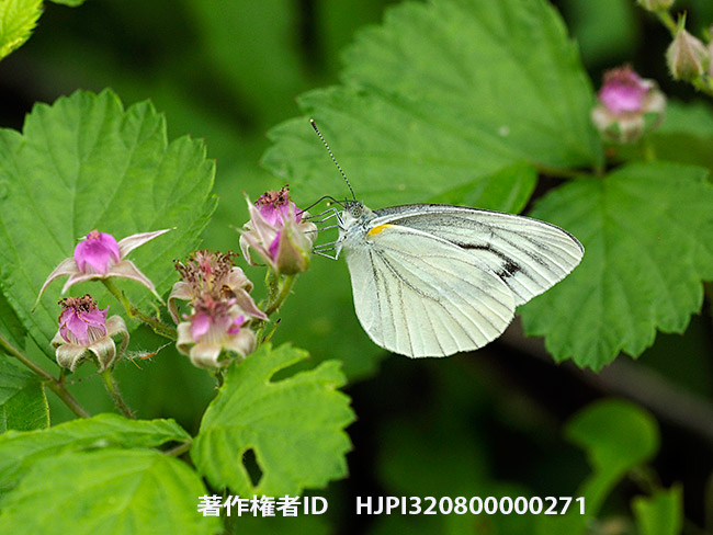 ナワシロイチゴの花の蜜を吸うスジグロシロチョウ　Pieris melete