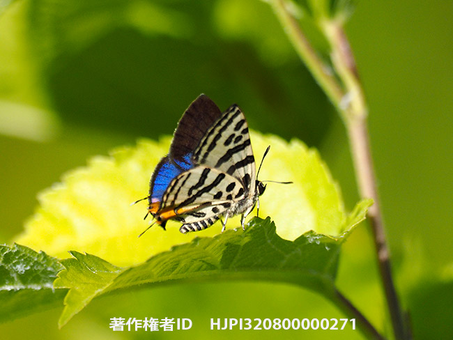 キマダラルリツバメ Spindasis takanonis