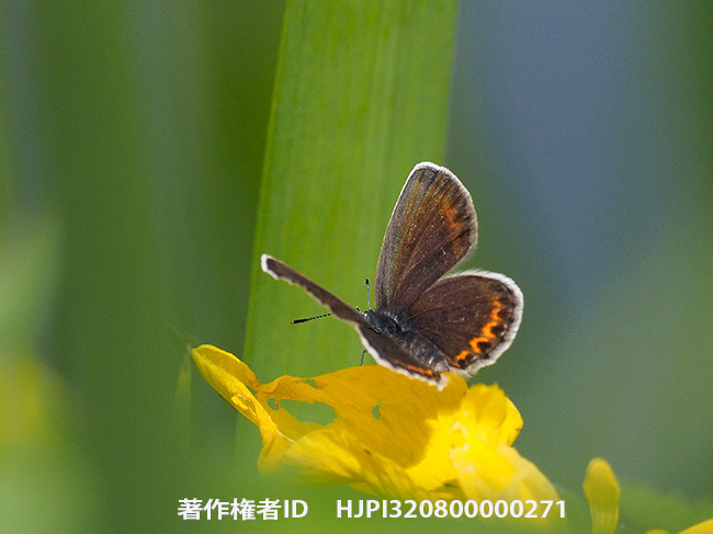 キショウブの花の蜜を吸うヒメシジミのメス Plebejus argus