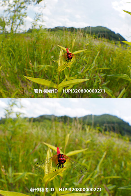 ハッチョウトンボを魚眼で　Nannophya pygmaea